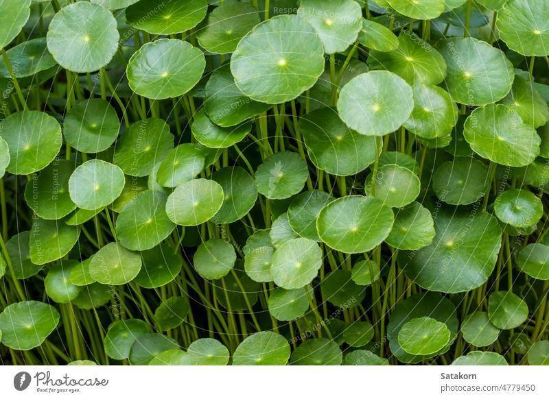 Leaves of Water Pennywort as the green background leaf garden plant growth water full-frame fresh nature organic natural foliage pennywort vegetable freshness