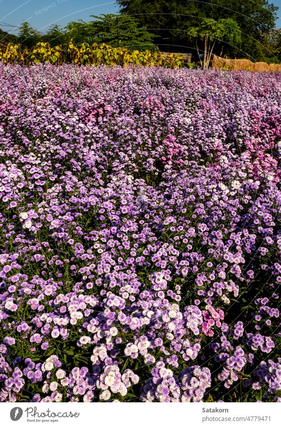 Purple margaret flowers in the flower field fresh garden purple blooming outdoor nature blossom plant background violet floral season botany purple background