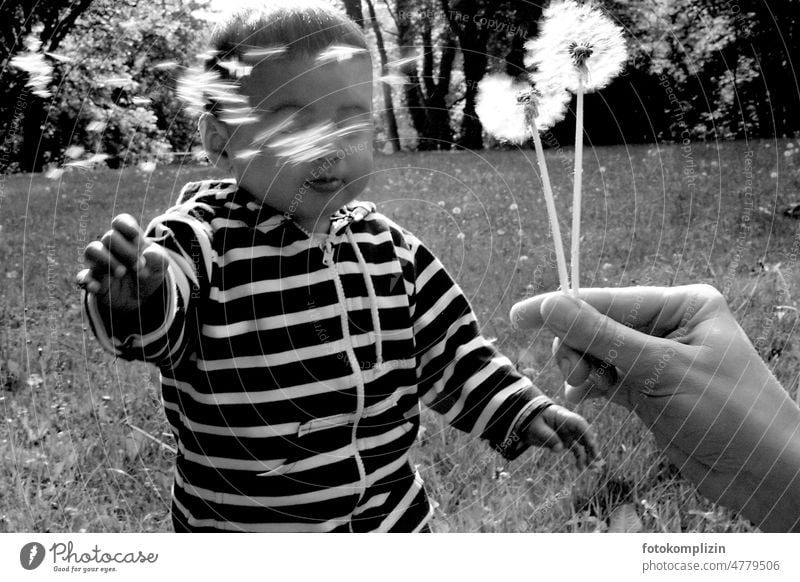 Toddler discovers dandelions Child Nature Ease Boy (child) Dandelion feel Discern Infancy Childhood memory Meadow explore Curiosity Joie de vivre (Vitality)