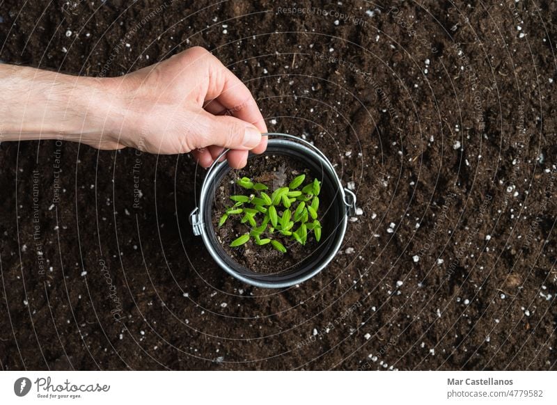 Hand holding a pot with young plants on a background of natural soil. Copy space. International Earth Day, hand seedlings sprouts peat growth cauldron top view