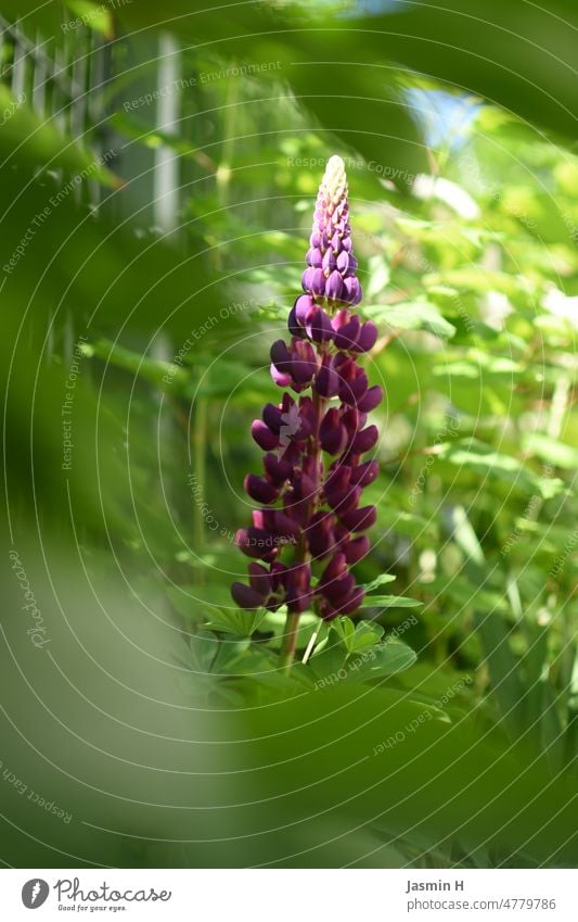 Purple lupine Purple Flower Lupin purple Nature Blossom Plant Violet Blossoming Garden Colour photo Spring Shallow depth of field Summer naturally Deserted