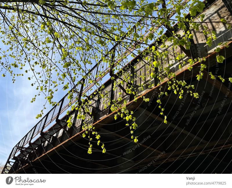 Bridge image rail bottom view out branches Branch Tree Tree trunk foliage leaves Green Nature Exterior shot Leaf Twigs and branches Colour photo Day Sky Spring