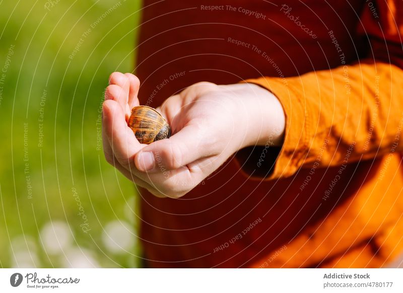 Anonymous kid with snail in hand mollusc shell childhood creature nature specie fauna pastime grassy sunlight summer lawn glade summertime bright natural rural