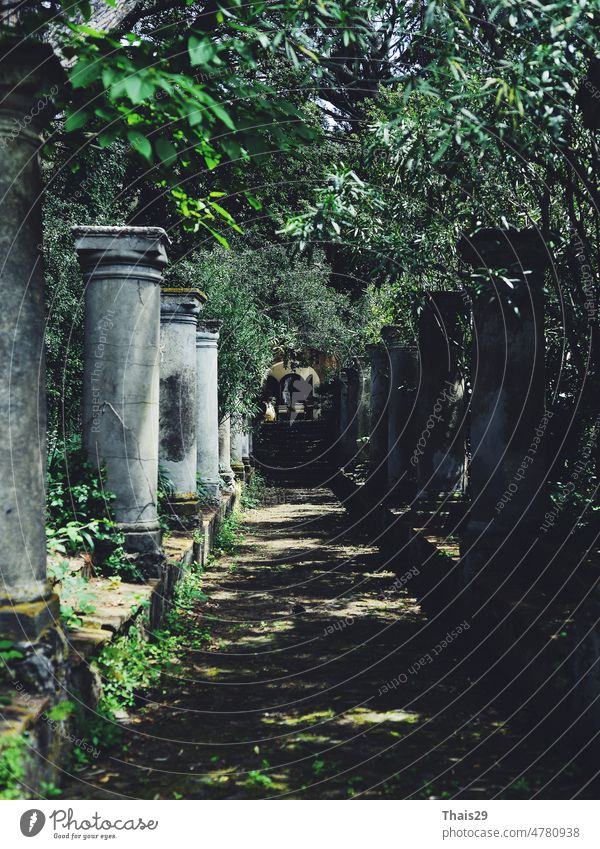The tree tunnel alley in Italy with ancient decorative columns foliage decoration vintage outdoors passage archway stone trees location grass oaks scenery
