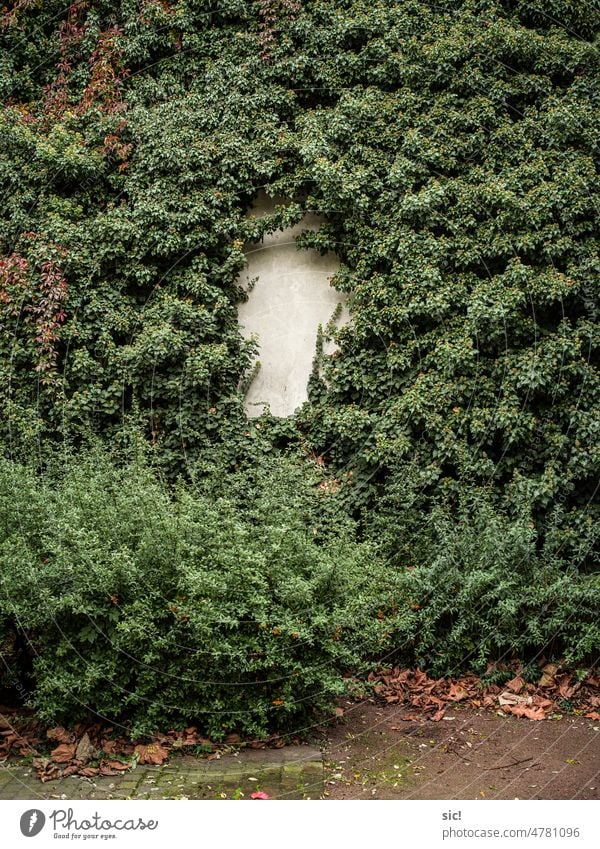 Ivy covered wall with a blank center Ivy wall Plant Wall (building) Green Colour photo Wall (barrier) Deserted bush Foliage plant Facade creeper Hollow Empty
