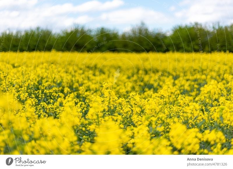 Rapeseed fields during spring rapeseed yellow canola oilseed rapeseed field farmland rapeseed flower plant mustard family Brassicaceae nature blossom season