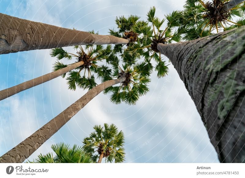 Bottom up view of palm tree with blue sky in summer. Summer vibes. Palm tree with green leaves at tropical beach. Island environment in summer. Summer travel background. Tropical tree at resort.