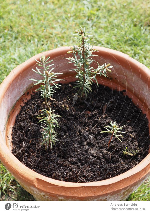 Four young Nordmann firs in a terracotta pot, growth concept, environment and conservation nature conservation farm protection environmental evergreen beauty
