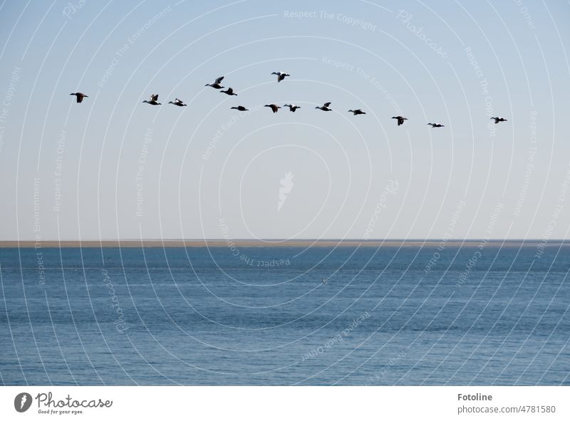 A flock of eider ducks flies over the North Sea. On the horizon, the island of Neuwerk. Ocean Water Waves Blue Exterior shot Colour photo Elements Day Wet