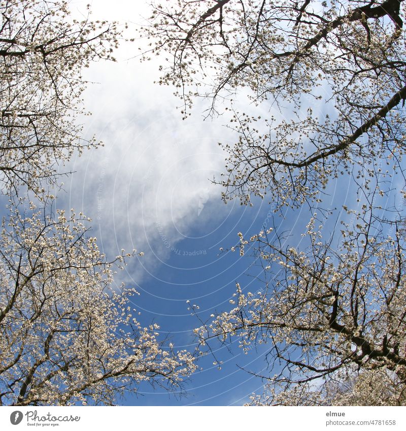 Skyward view of several cherry trees in bloom / spring / cherry blossom season Spring tree blossom Tree Deco Clouds Worm's-eye view cherry blossom time