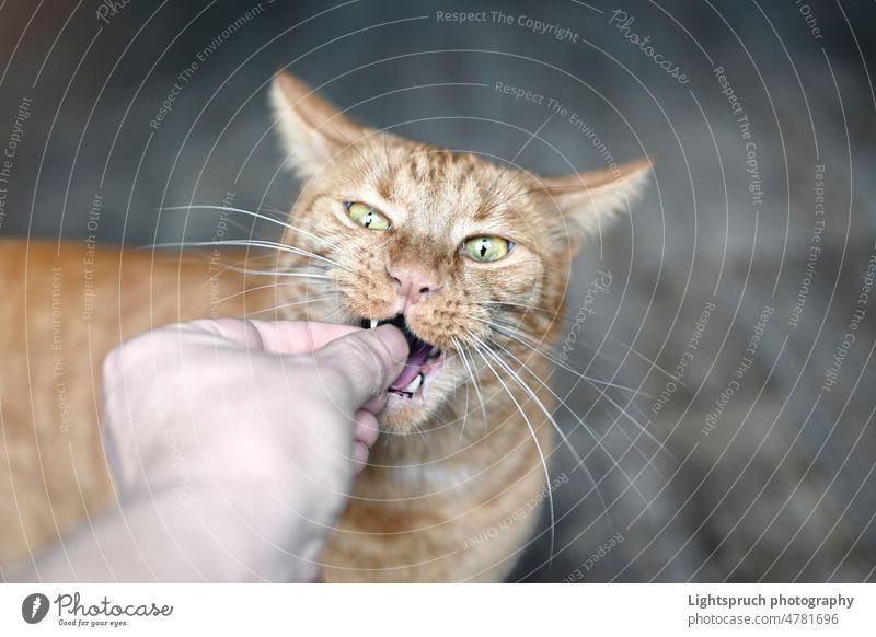 Pet owner feeding treats to a playful ginger cat. Horizontal image with soft focus. hungry domestic reaching mouth open grimacing personal perspective