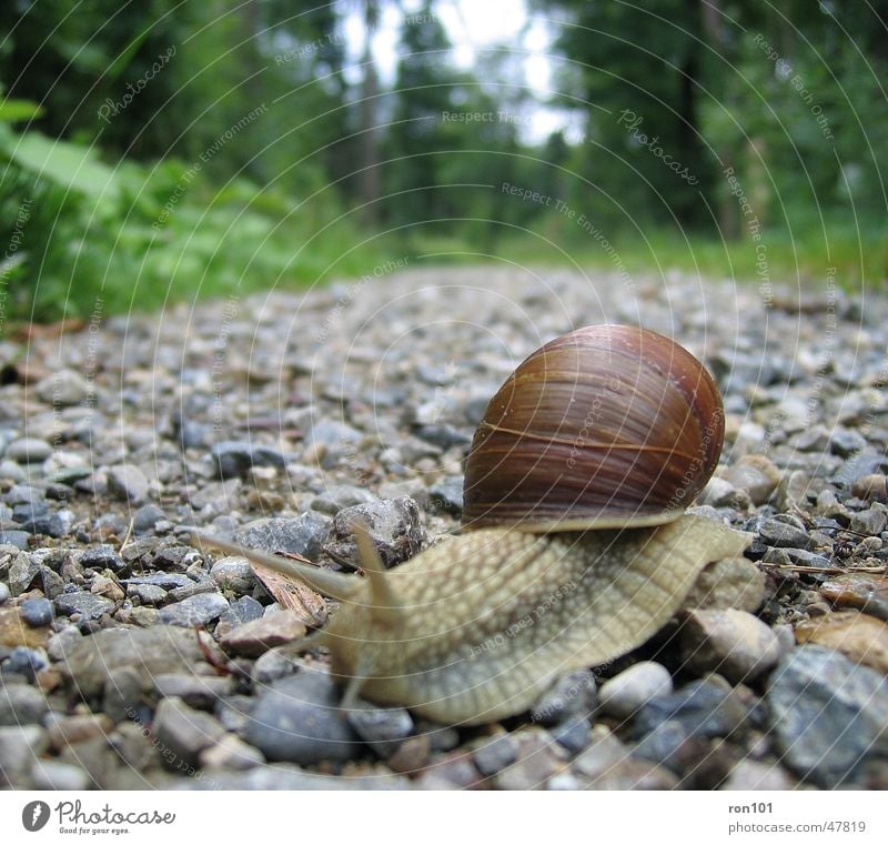 SNAIL Slowly Time Snail shell Feeler Pebble Forest Crawl Mucus Leaf Tree Gray Brown Lanes & trails Stone Eyes Sky green