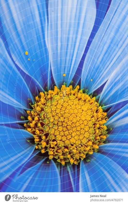 Vibrant blue daisy close up spring natural color flowers nature leaf beauty botany summer plant life flora growth flower head pollen yellow white single stem