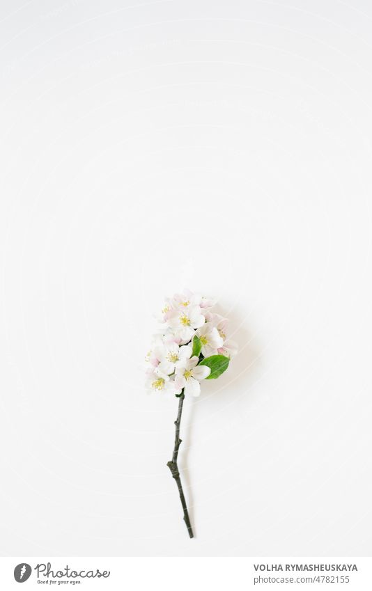 Spring background with branches of a blossoming apple tree on a white table with copy space petal rural april floral flower may nature beautiful bloom season