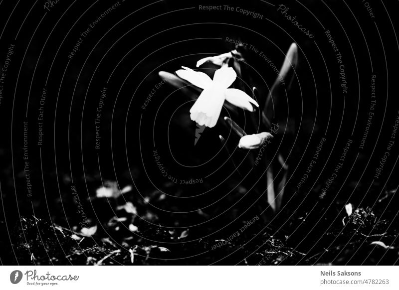 daffodil looking down. Giving light. Spring awakening. flower rising spring darkness ray of light nature black and white monochrome garden blossom naturally