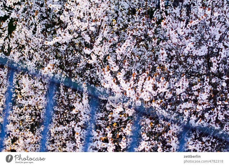 Japanese cherry blossom with snow catcher grid Branch Tree Relaxation awakening spring Spring spring awakening Garden allotment Garden allotments bud Deserted