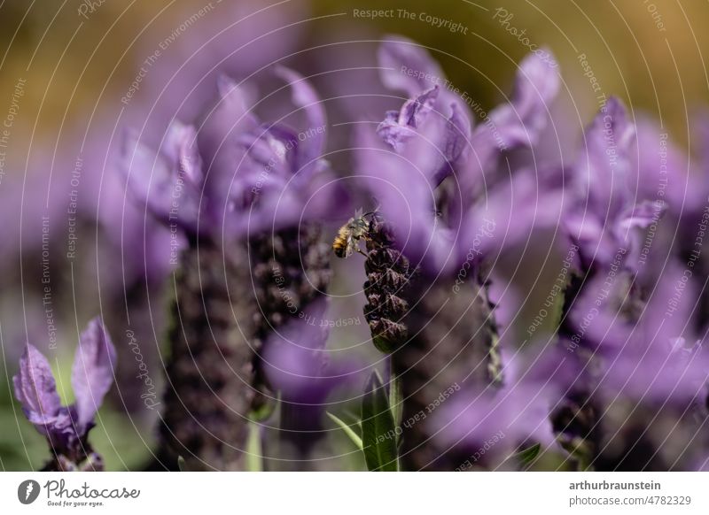 Bee flies in nature and pollinates crested lavender closeup close up close-up bees Nature Love of nature daylight Insect insects Close-up naturally Animal Plant