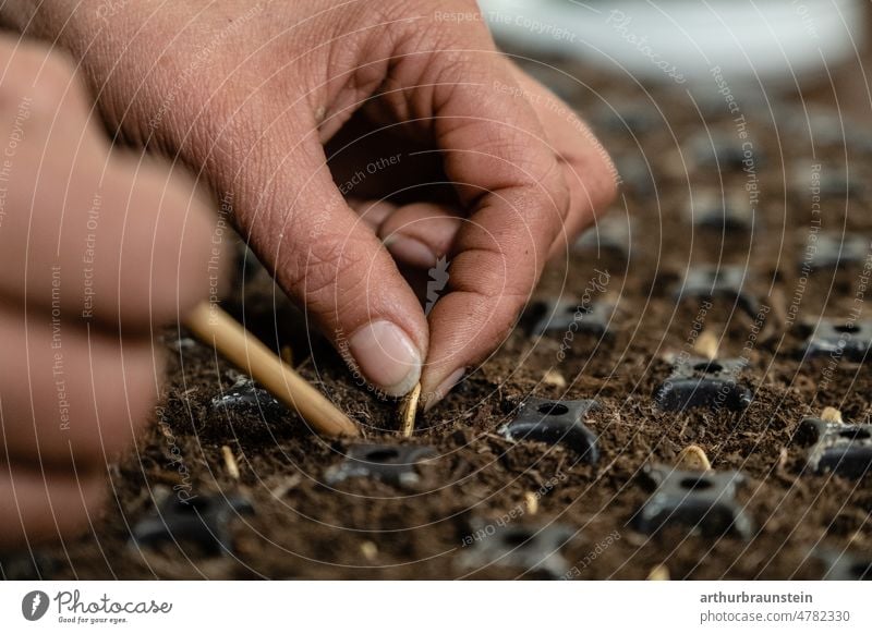 Young gardener sows seeds by hand in the ground Gardener do gardening Fingers Hand Craft (trade) Nature Seeds sowing Sow fingernails Earth Plant plants Verdant