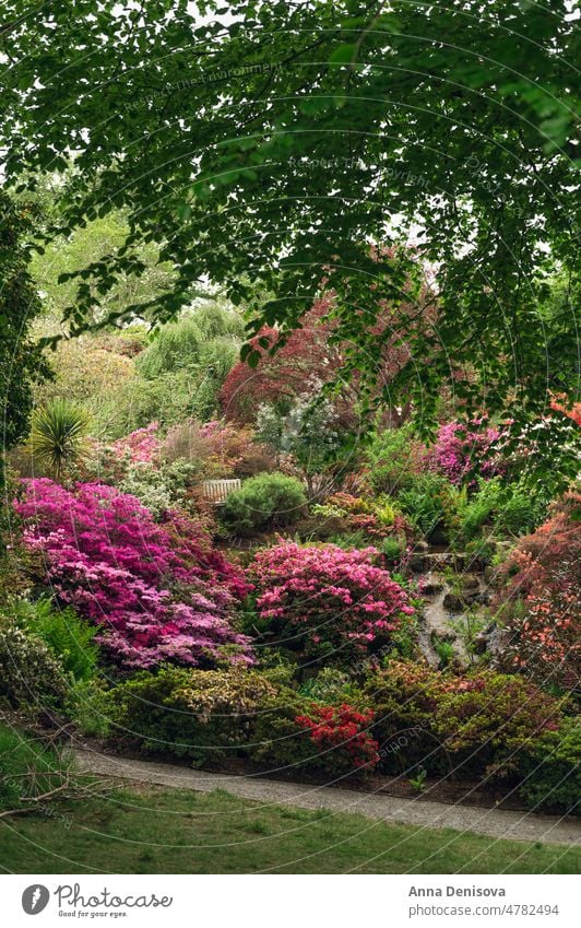 Garden with blooming trees during spring time park garden wales laburnum arch springtime rhododendron plant flower cunningham nature rhododendrons pink blossom