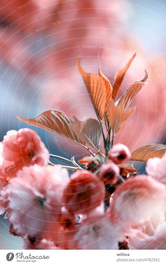 Spring blossom romance blossoms Cherry blossom spring blossoms romantic Esthetic pretty Pink spring feeling Japanese cherry