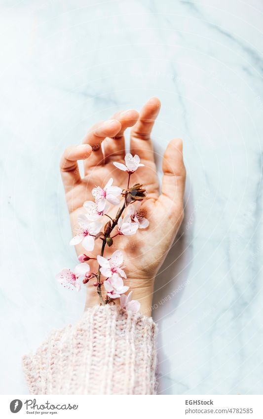 Woman hand with pink almond flowers coming out of the sleeve on marble background female woman womens day person nature floral trend trendy blossom concept