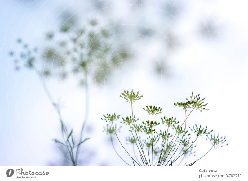 Dill, Anethum graveolens Sky Blossom handle Nature flora Plant blossom fade Day daylight Garden inflorescence Flowers and fruits seasoning Umbellifer