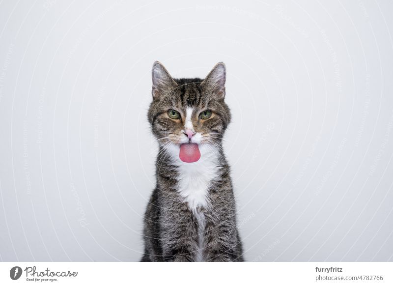 naughty old cat sticking out tongue on white background kitty pets feline portrait studio shot copy space looking at camera tabby cat's tongue papillae
