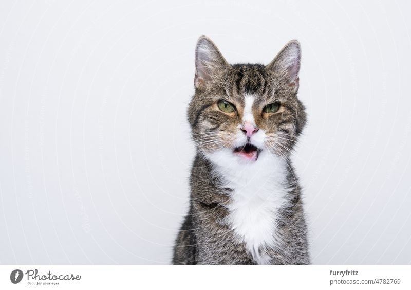 angry cat with mouth open kitty pets feline portrait studio shot white background copy space looking at camera tabby one animal funny face naughty mischievous