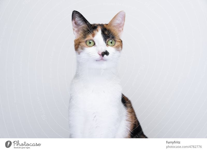 portrait of happy cat smiling kitty pets feline studio shot white background copy space looking at camera calico tricolor tortoiseshell cat one animal