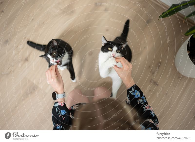 pet owner feeding two hungry cats snacks simultaneously kitty two animals young woman female person caucasian girl floral black and white tuxedo cat pets