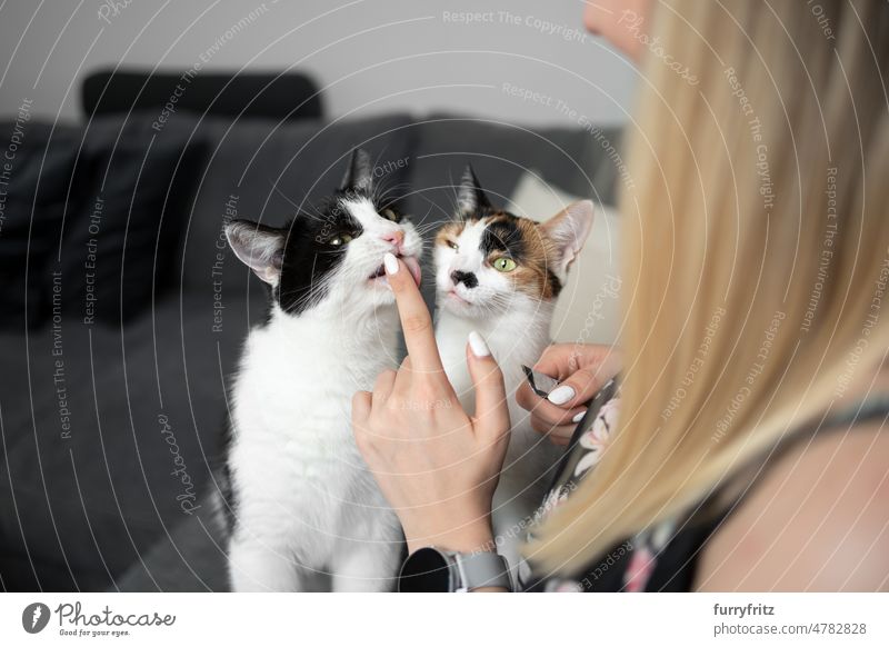 two cats licking finger of young female pet owner kitty two animals young woman person caucasian girl blond hair long hair calico white tricolor black and white