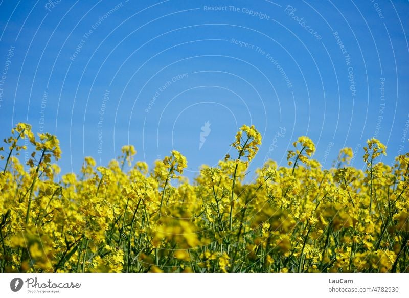 Rhapsody in Blue Canola Yellow Sky Canola field colored colourful Spring Field Plant Nature Blossom Agriculture Blossoming Agricultural crop Beautiful weather