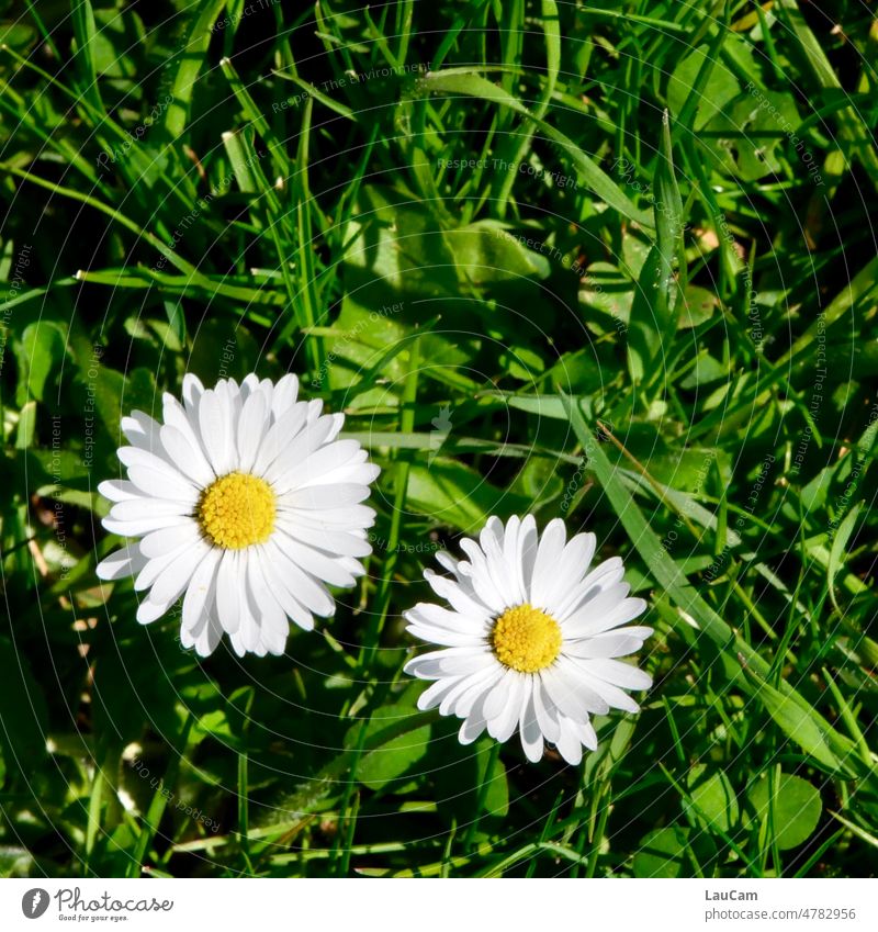 Two daisies look radiant from the green meadow Daisy Meadow Spring Flower Green Yellow White Blossom Close-up Flower meadow Grass Lawn Spring fever