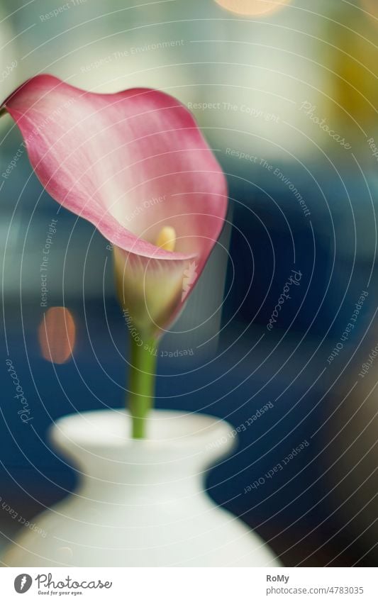 Calla, single pink flower in white vase Calla lily Blossom funnel-shaped blossom Pink Single flower Vase Vase with flowers Isolated Image Neutral background