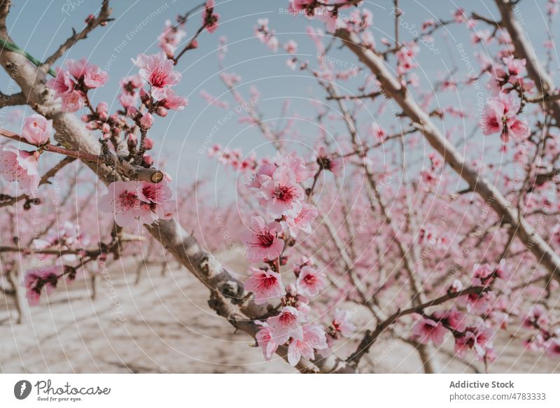 Orchard with blooming apricot trees flower plantation orchard countryside cultivate garden blossom flora summer nature field floral many fresh grow abundance