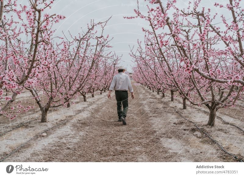 Anonymous farmer walking along apricot trees man bloom plantation orchard countryside cultivate garden blossom flora summer nature floral many fresh grow path