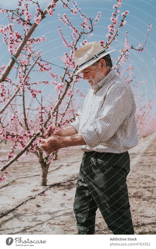 Mature farmer thinning apricot tree man bloom plantation orchard countryside cultivate garden blossom flora summer nature floral many branch grow flower vivid