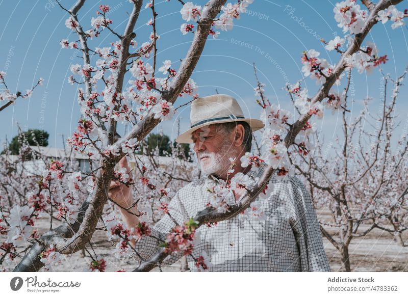 Mature farmer thinning apricot tree man bloom plantation orchard countryside cultivate garden focus blossom flora summer nature floral many branch grow flower