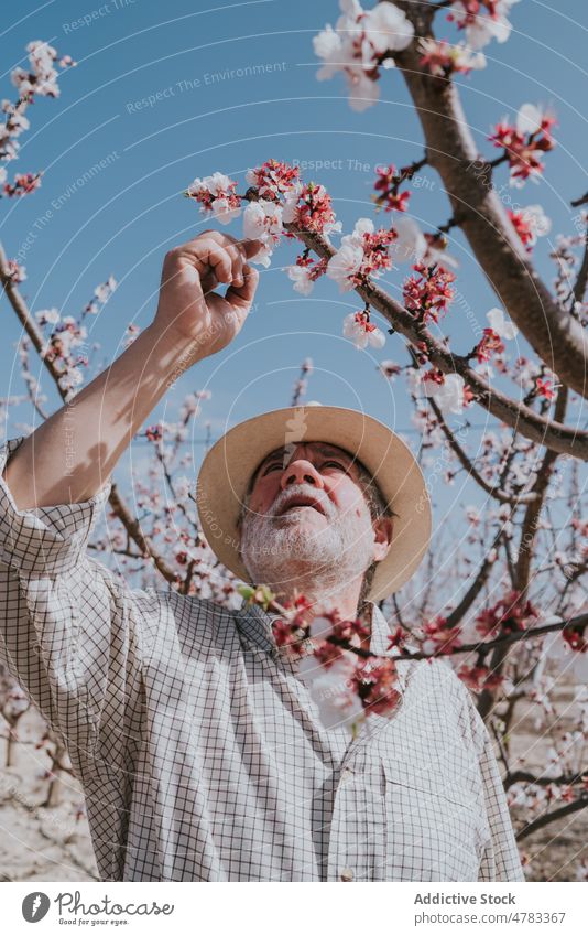 Mature farmer thinning apricot tree man bloom plantation orchard countryside cultivate garden blossom flora summer nature floral many branch grow flower vivid