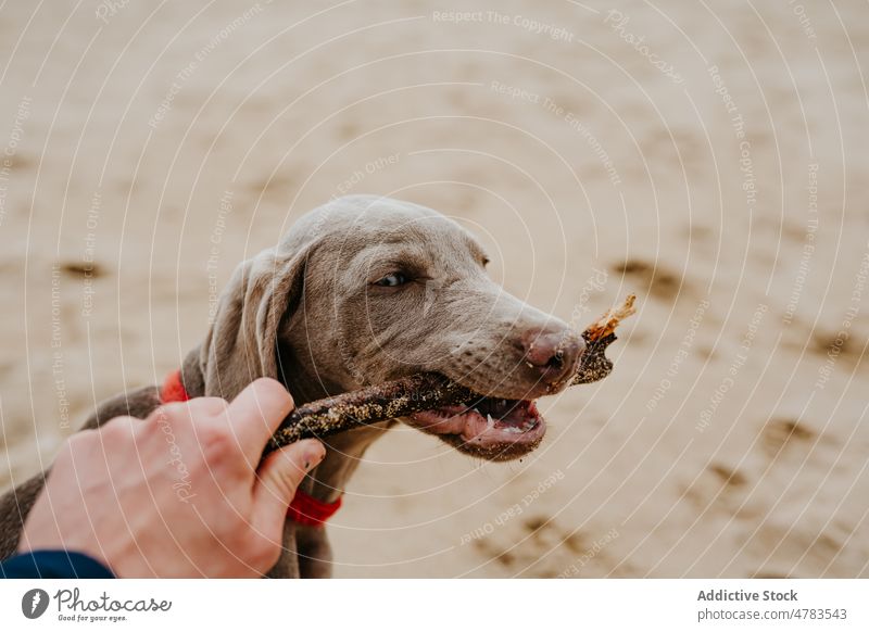 Faceless person with stick playing with Weimaraner dog on beach owner weimaraner animal pet playful shore embankment canine sand coast purebred cute obedient