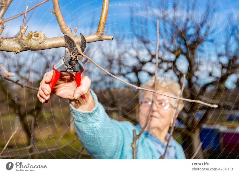 Elderly woman is cutting branches, pruning fruit trees with shears Agriculture Apple Blade Botany Branch Canopy Caucasian Clippers Cut Off Cutters Farmer Female