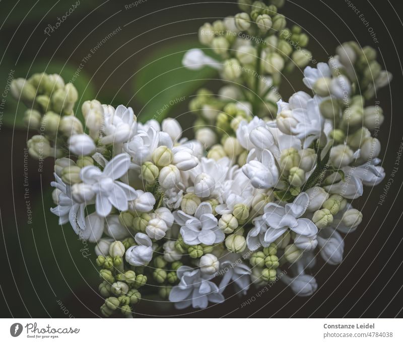 White flowering lilac against dark background lilac blossom Blossom Plant Spring Nature Fragrance Garden Blossoming naturally Close-up Flower