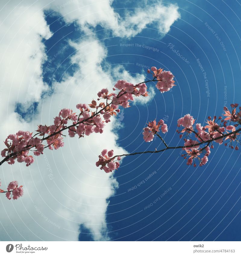 Two ge tree blossom twigs Thin luscious Pink Cherry blossom Spring Blossom Exterior shot Blossoming Spring fever Nature Twigs and branches Day Tree Deserted