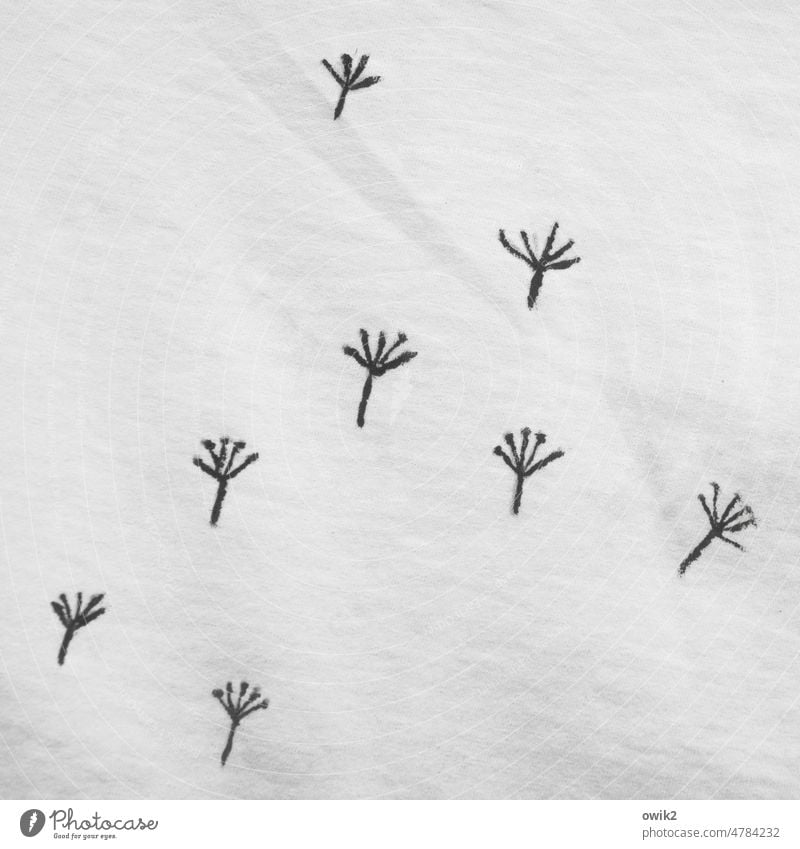 Common Animal tracks Footprint Bird Structures and shapes To go for a walk Lanes & trails Contrast footprints bird tracks trace Footstep Pattern White Deserted