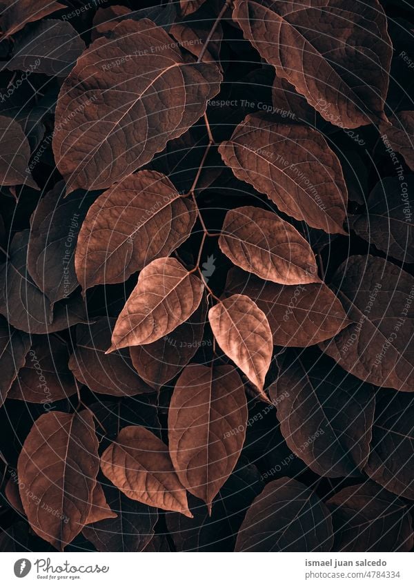 brown plant leaves in autumn season. autumn colors leaf brown leaves garden floral nature natural foliage decorative decoration abstract textured freshness