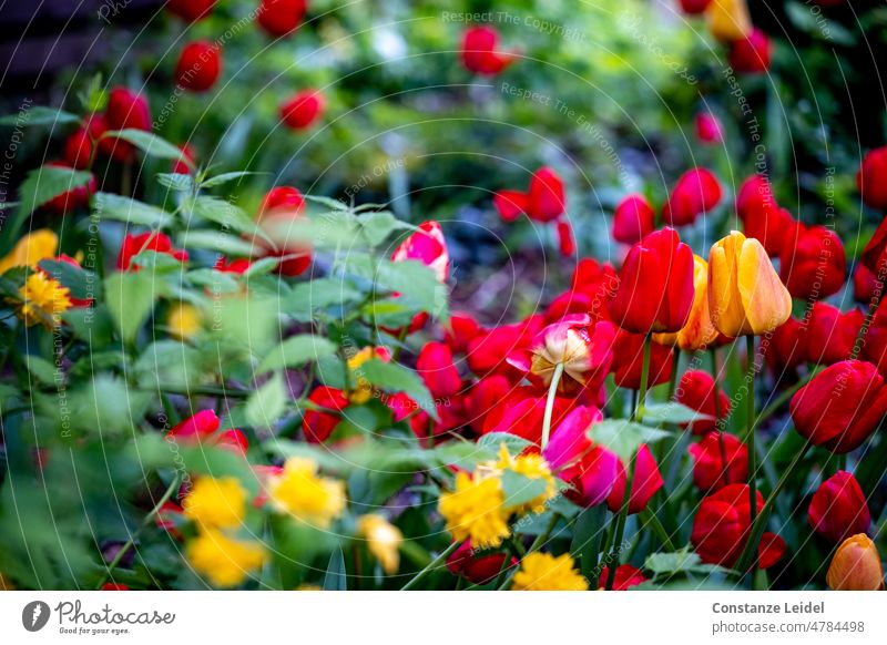 Garden with countless red and yellow tulips and flowers Meadow Tulip blossom Spring Flower Blossoming Nature Green Bouquet Spring fever Plant Red Yellow
