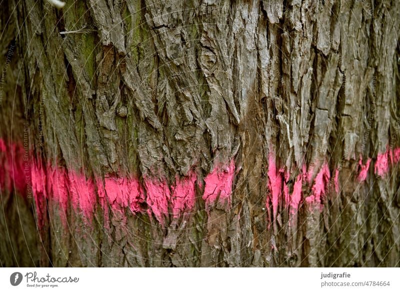 mark Tree bark forest Forestry dash Line Red pink Future Future tree Return route Tree trunk Wood Environment Logging Timber trees Forest death Nature