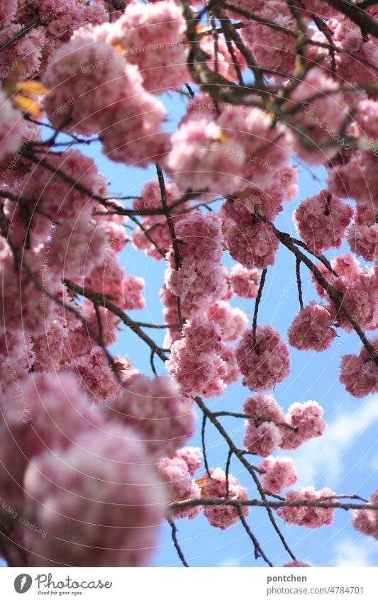 Cherry blossoms against blue sky. hinmel Spring Pink Blue Tree Nature Blossoming Beautiful weather
