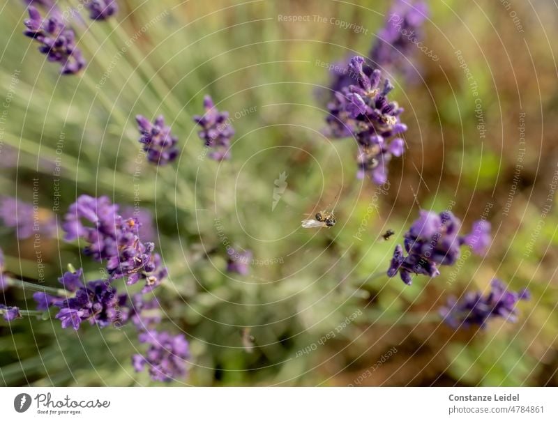 Dead bee in spider web between lavender flowers Bee Insect Blossom Flower Animal Summer Nature Diligent Pollen Garden Honey bee Sprinkle Farm animal Blossoming