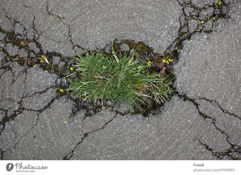 even holes don't last forever | sometimes grass grows over them... Asphalt Pavement Street Lanes & trails Traffic infrastructure cracks Hollow Broken